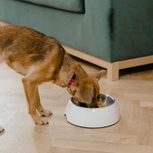 Notizie dal blog: Guida alla scelta del cibo migliore per il tuo cane
