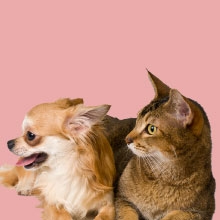 Notizie dal blog: Gatto e cane: come favorire una convivenza armoniosa