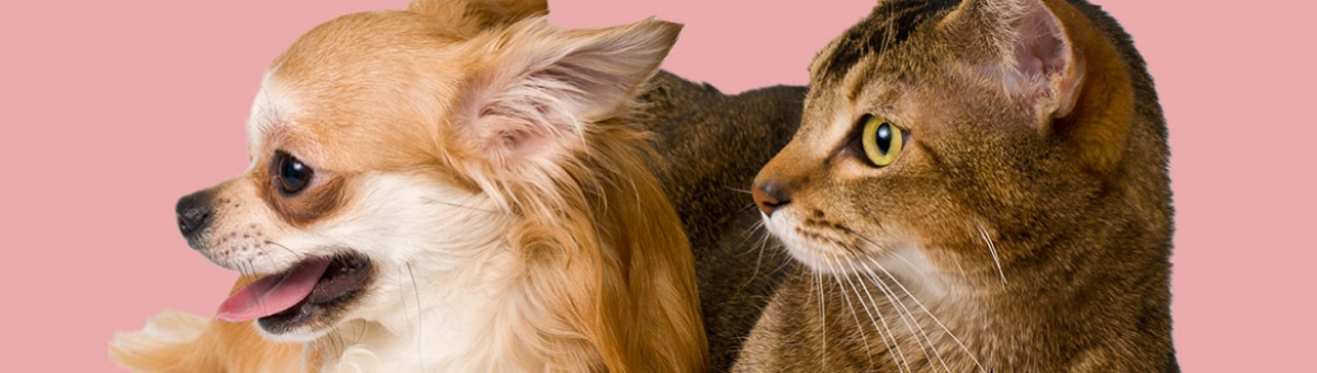 Gatto e cane: come favorire una convivenza armoniosa