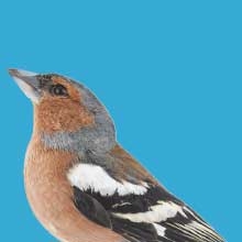 Notizie dal blog: Uccelli canori: come incentivare loro canto