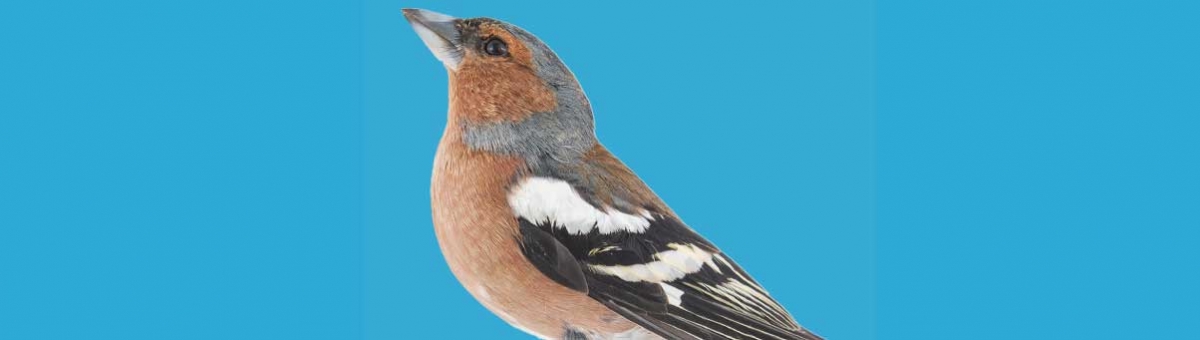 Uccelli canori: come incentivare loro canto