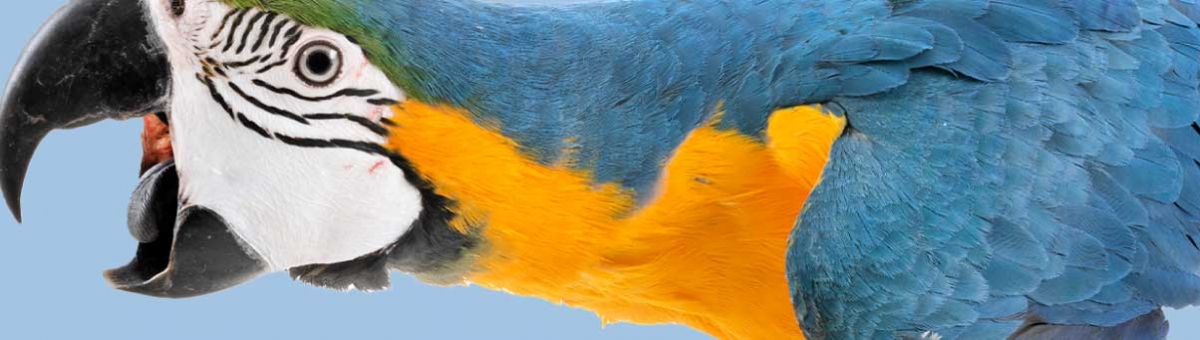 Consigli per un piumaggio sano ed elegante