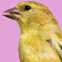 Notizie dal blog: L'Importanza del gioco per gli uccelli: come mantenere i tuoi amici piumati felici e attivi