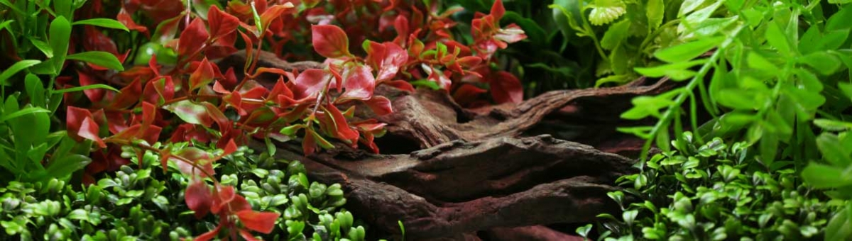 Decorazioni belle e funzionali per l'acquario