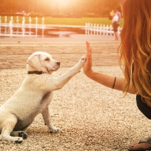 Notizie dal blog: Il cucciolo in famiglia