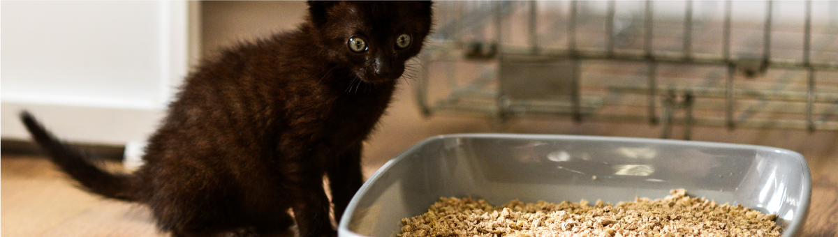 Consigli su gestione e pulizia della lettiera del gatto