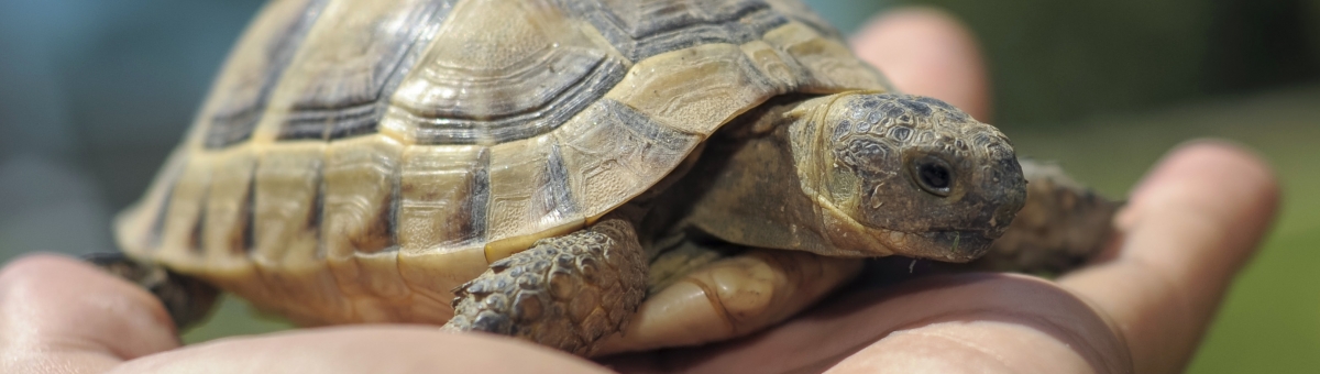 Il caldo per le tartarughe può essere un problema?