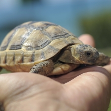 Notizie dal blog: Il caldo per le tartarughe può essere un problema?