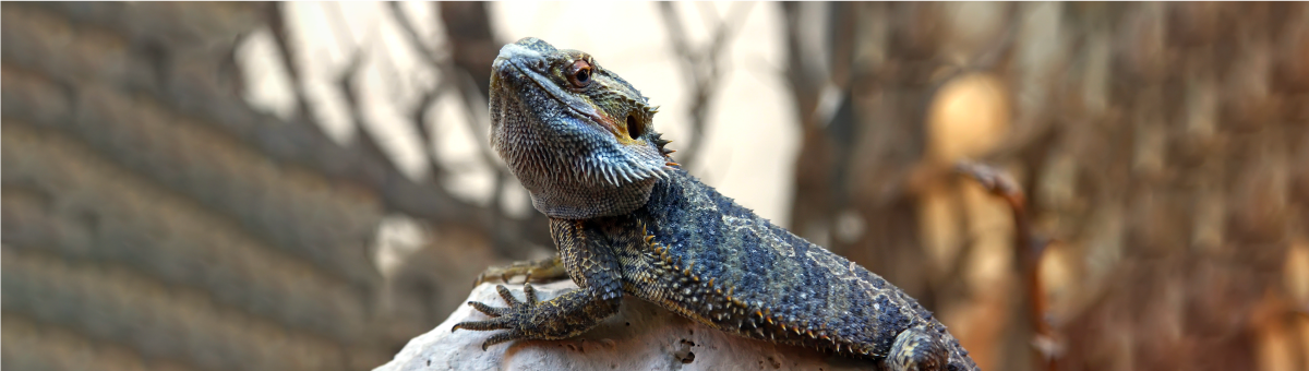 L’affascinante mimica delle iguane