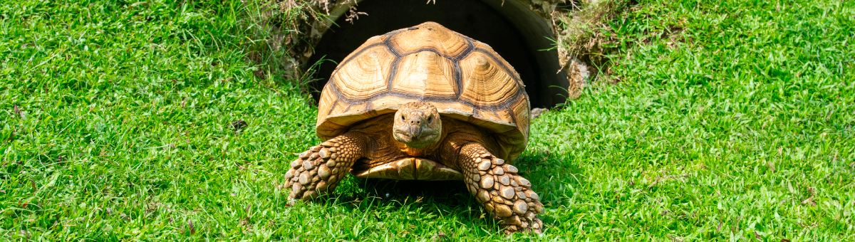 Le tartarughe non escono mai dal guscio: smontiamo un mito