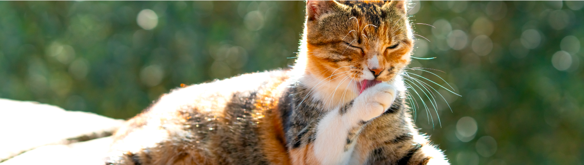 Il segreto della lingua del gatto: la spazzola perfetta della natura