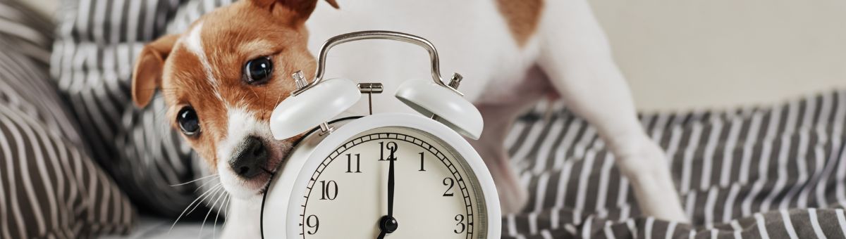 Il tempo visto con il naso: come i cani “annusano” le ore che passano