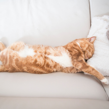 Notizie dal blog: Il sonno (e i sogni) del gatto