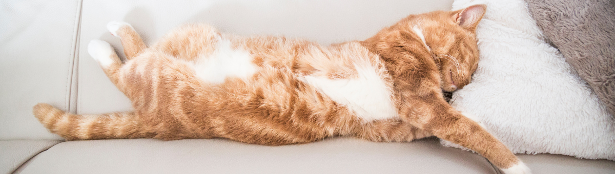 Il sonno (e i sogni) del gatto