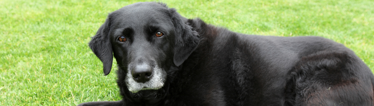 Cane stressato? Controlla il pelo!