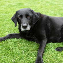 Notizie dal blog: Cane stressato? Controlla il pelo!