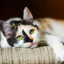 Notizie dal blog: Molto più che equilibrio: il mondo sensoriale nascosto nelle vibrisse del gatto