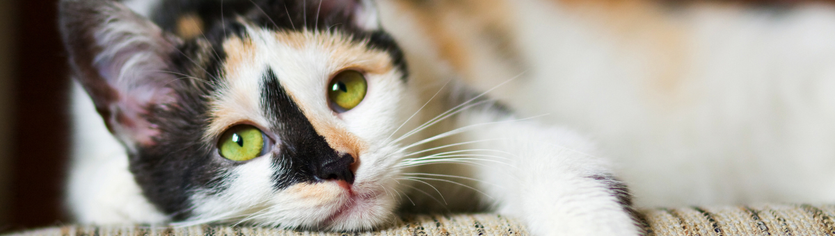 Molto più che equilibrio: il mondo sensoriale nascosto nelle vibrisse del gatto