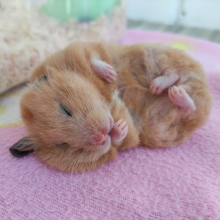 Notizie dal blog: Il Criceto, il Vero Morto Vivente di Halloween