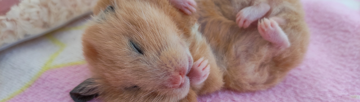 Il Criceto, il Vero Morto Vivente di Halloween