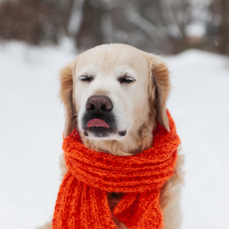 Notizie dal blog: Bobby: “Questo freddo mi intimidisce”