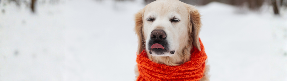 Bobby: “Questo freddo mi intimidisce”