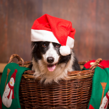 Notizie dal blog: Il cane a tavola (quasi) come noi: quando il Natale è una festa anche per lui