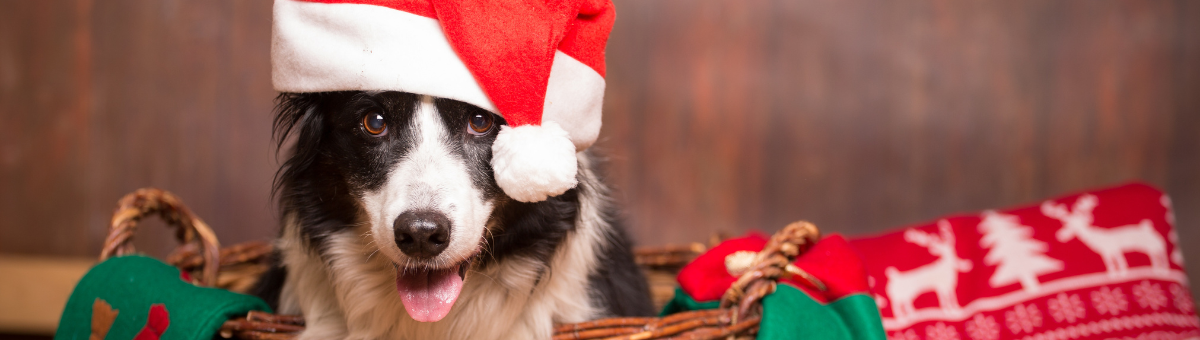 Il cane a tavola (quasi) come noi: quando il Natale è una festa anche per lui