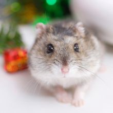 Notizie dal blog: Criceto a gennaio: missione “nido perfetto”