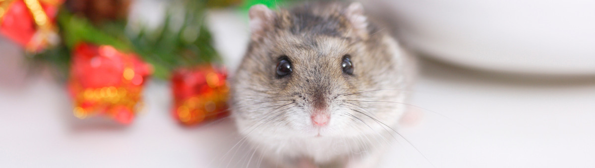 Criceto a gennaio: missione “nido perfetto”