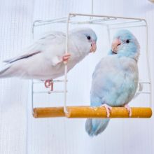 Notizie dal blog: Aria di casa, aria sicura: proteggi il tuo uccellino ogni giorno