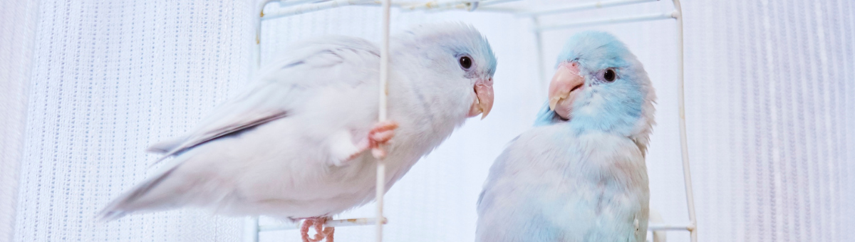 Aria di casa, aria sicura: proteggi il tuo uccellino ogni giorno