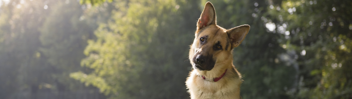 Perché il cane inclina la testa quando gli parli?