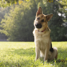 Notizie dal blog: Perché il cane inclina la testa quando gli parli?
