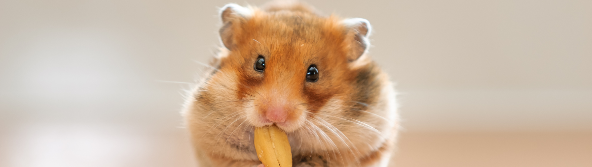 Criceti: come gestire il loro sonno e il ciclo di attività