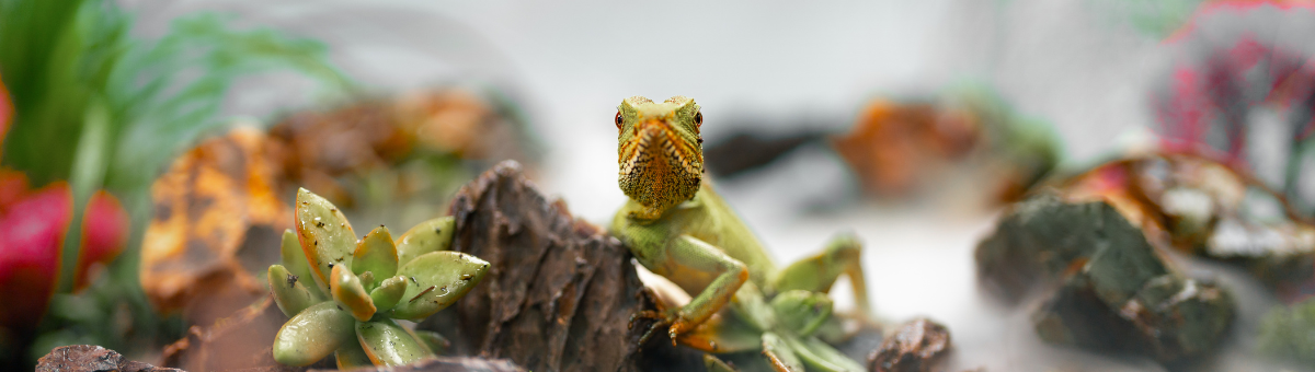 Come scegliere il terrario ideale per i rettili
