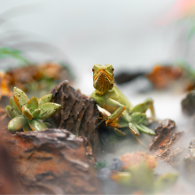 Notizie dal blog: Come scegliere il terrario ideale per i rettili