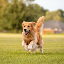Notizie dal blog: Come Preparare il Tuo Cane alla Primavera