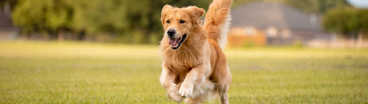 Come Preparare il Tuo Cane alla Primavera