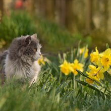Notizie dal blog: Gatti e Primavera: Come Gestire le Allergie e i Cambiamenti