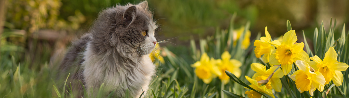 Gatti e Primavera: Come Gestire le Allergie e i Cambiamenti