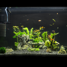 Notizie dal blog: Acquario: il ruolo della luce per un ambiente equilibrato