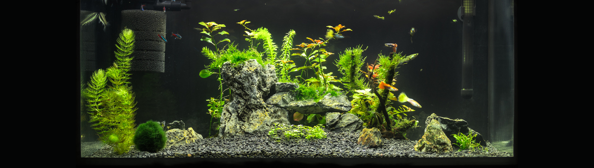 Acquario: il ruolo della luce per un ambiente equilibrato