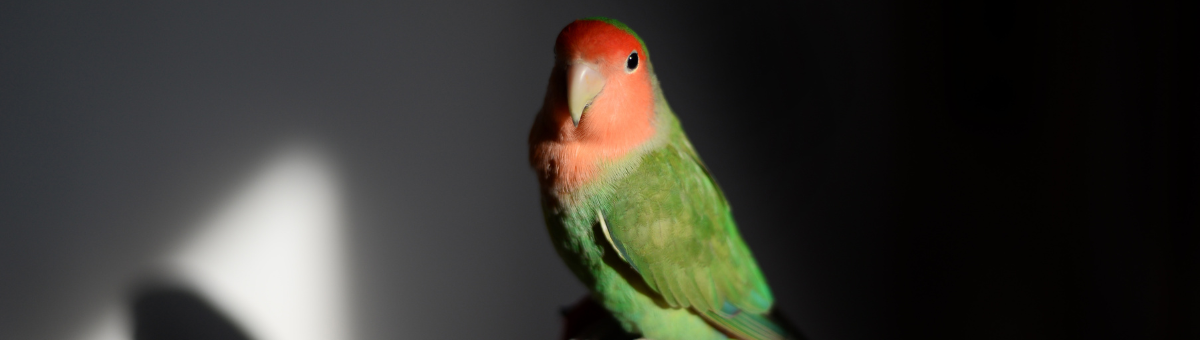 Benessere dei volatili: perché dipende dalla luce