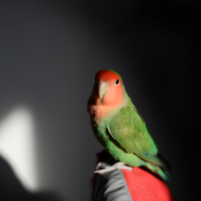 Notizie dal blog: Benessere dei volatili: perché dipende dalla luce