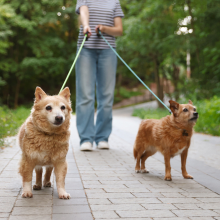 Notizie dal blog: Cani e socializzazione: come affrontare le passeggiate
