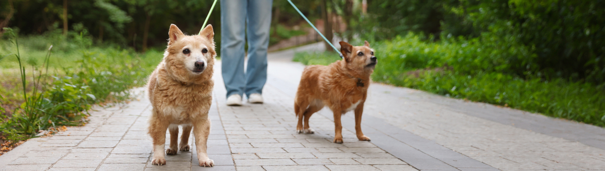 Cani e socializzazione: come affrontare le passeggiate