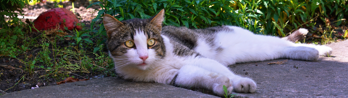 Esplorazione e curiosità: come soddisfare il bisogno del tuo gatto