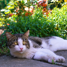 Notizie dal blog: Esplorazione e curiosità: come soddisfare il bisogno del tuo gatto