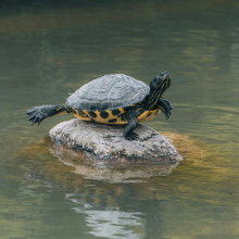 Notizie dal blog: La tua tartaruga è più attiva del solito? Scopri perché!